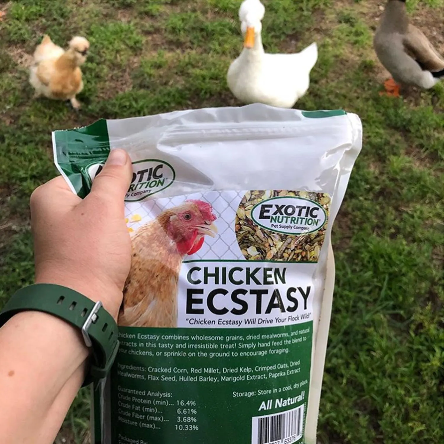 Chicken Ecstasy