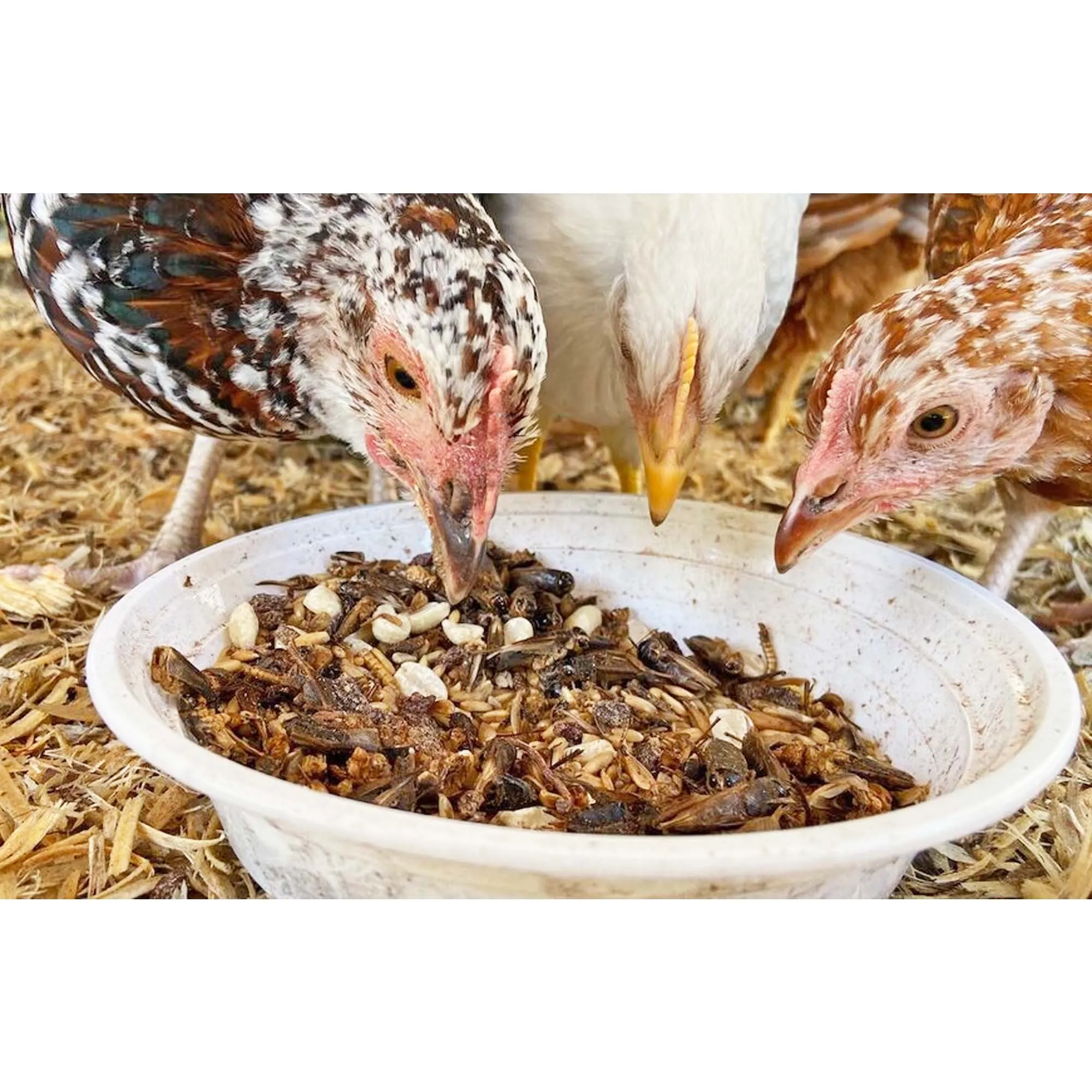 Chicken Treat 3 Pack