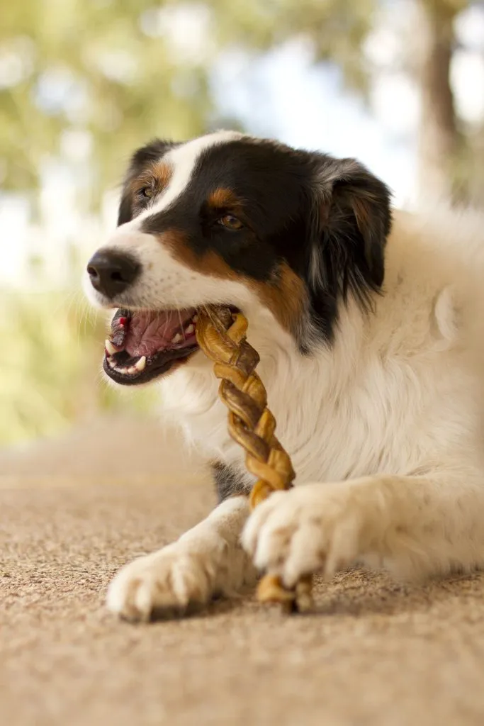 Redbarn Braided Bully Stick Dog Treat, 9in